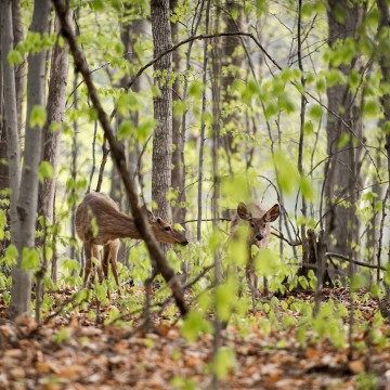Two deer in the forest.