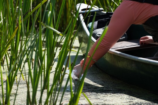 Photo of the arm of a researcher sampling aquatic plants from a canoe.