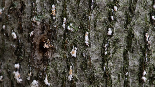 Gros plan de l'écorce d'un hêtre avec des champignons blancs et de petits insectes rouges.