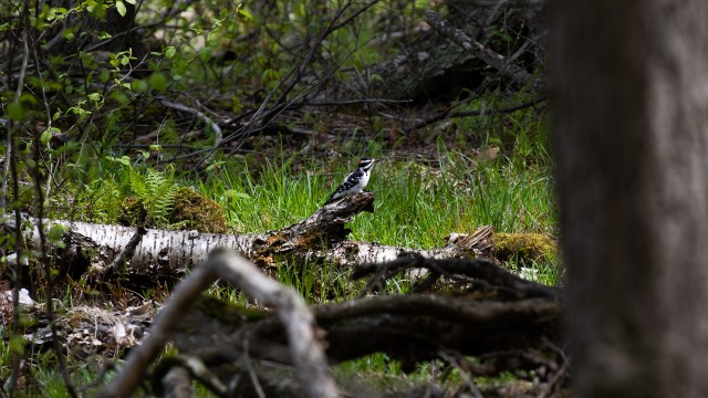 Photo of a woodpecker on a tree on the ground.