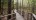 Une passerelle en bois dans une forêt.