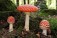 Trois amanites tue-mouches émergent dans une forêt, leurs chapeaux rouge vif et tachetés se dressant au-dessus des feuilles mortes tapissant le sol.