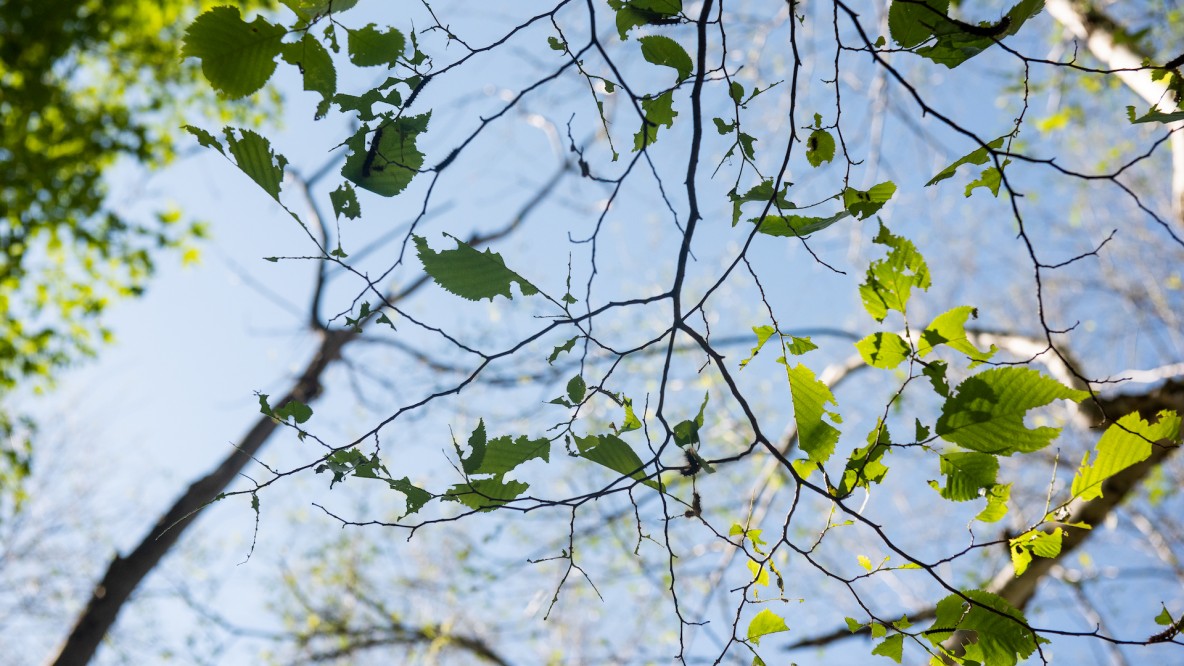 Des feuilles mangées par des chenilles.