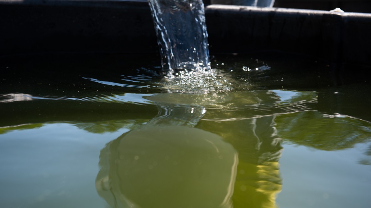 Water being poured in a black tank.