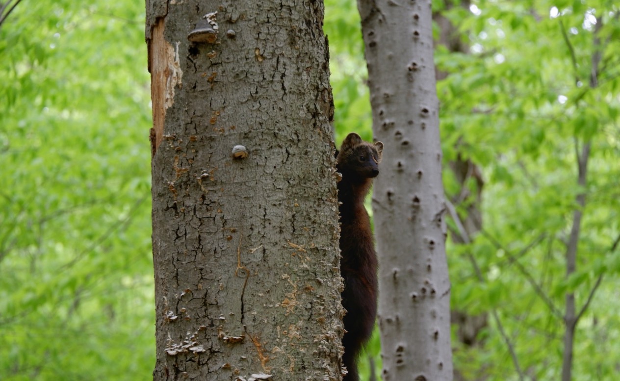 Un petit mammifère en état d’alerte qui grimpe un arbre.