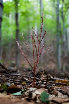 A cluster of short brown plants with no leaves and small unopened flowers along the stem.