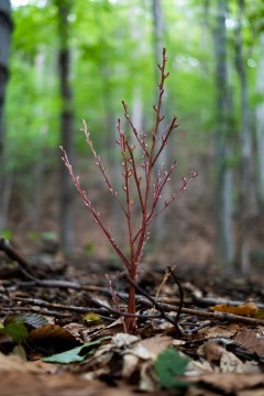 Une grappe de courtes plantes brunes sans feuilles ayant de petits boutons de fleur le long de la tige.