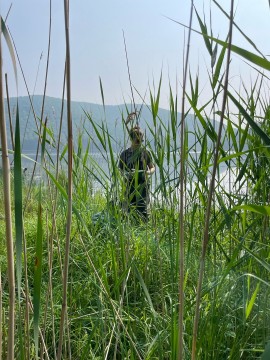 Niamh stands on the edge of a lake in a patch of invasive plants.