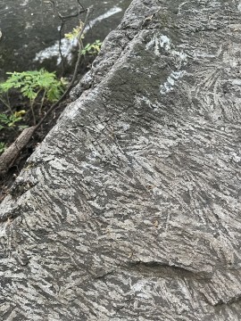 A rock containing what appears to be white stripes.