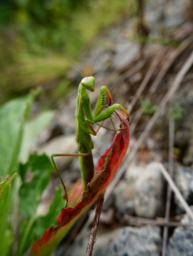 A large green insect on a leaf.