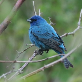Un oiseau bleu sur une branche.