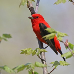 Un oiseau rouge avec des ailes noires.