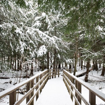 A boardwalk in a snowy forest.