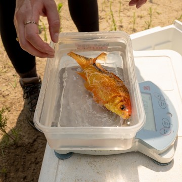 A goldfish gets weighed.
