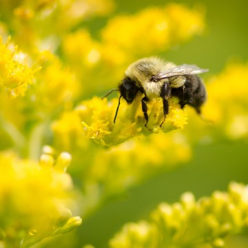 Une abeille butine dans de petites fleurs jaunes.