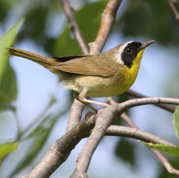 A small bird that has an olive back and a black face mask with a thin white border. Its throat is bright yellow.