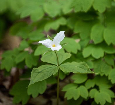 Une fleur blanche à trois pétales s’élève au bout d’une tige avec trois grandes feuilles.