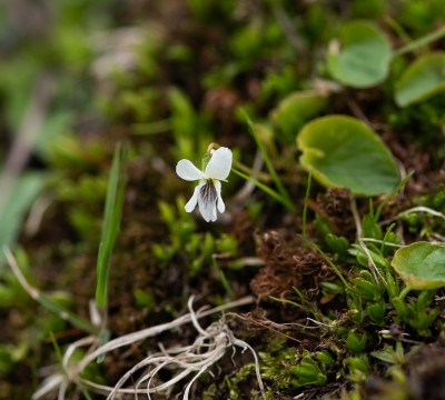 A small white violet with black lines.