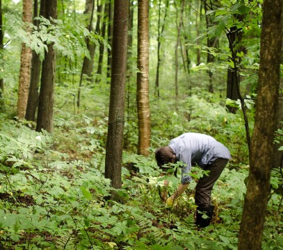 A scientist is bending over to look at vegetation in the forest.