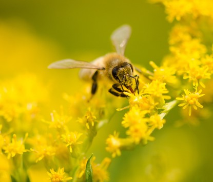 A bee pollinates a yellow flower, the goldenrod