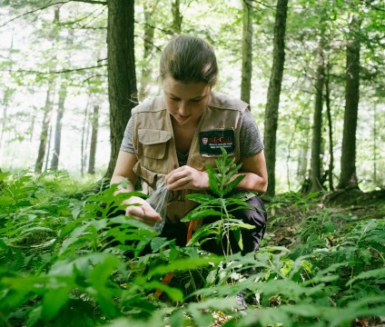 A biologist collects a plant sample.