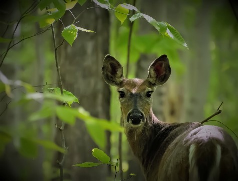 A white-tailed deer faces the camera