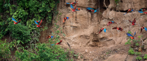 Parrots fly off a rocky cliff