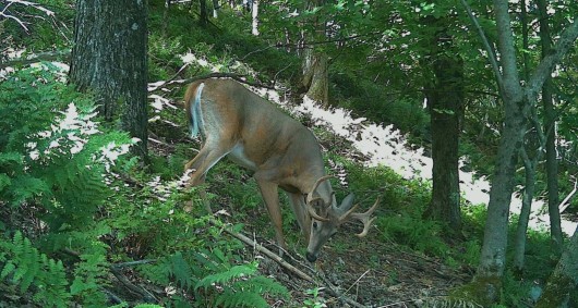 Male white-tailed deer