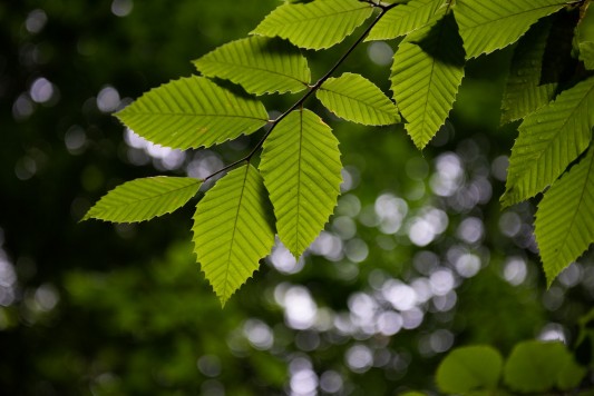 American beech leaves.
