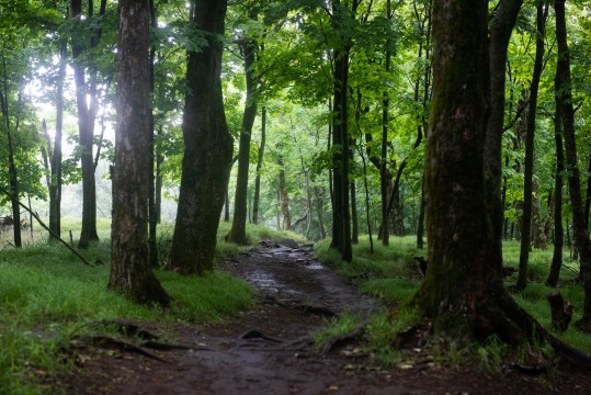 Un sentier sinueux dans la forêt.