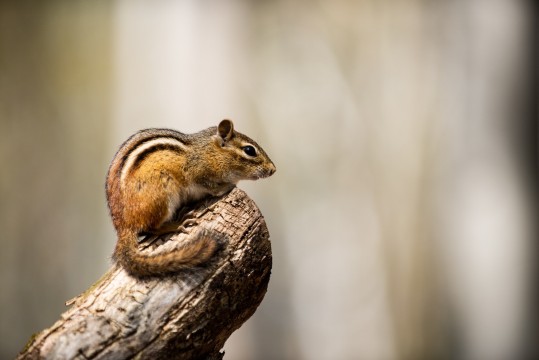 A chipmunk is perched on a branch