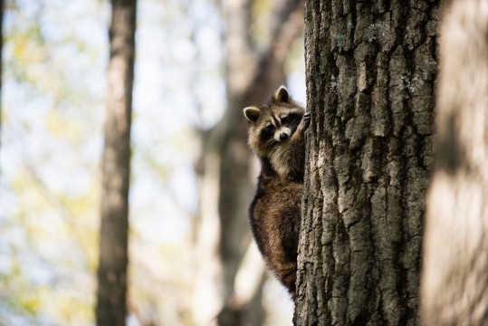 A raccoon in a tree.