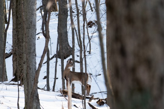 Un cerf dans une forêt en hiver.