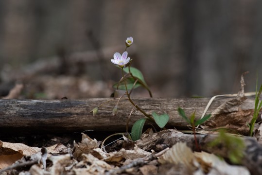 Une petite fleur blanche avec de minces lignes roses pousse au sol d’une forêt.