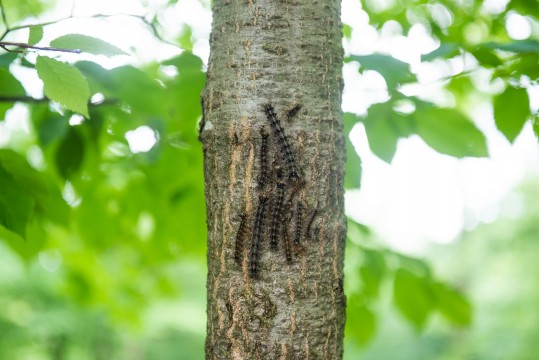 Caterpillars on a tree trunk.