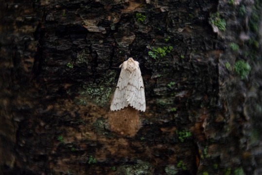 A white moth on a tree trunk.