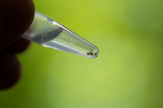 Three ticks in a vial filled with ethanol