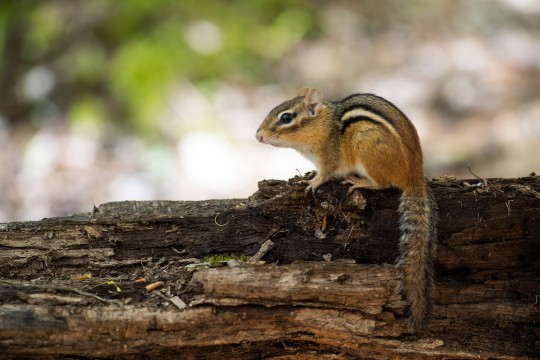 A chipmunk on a tree on the ground.