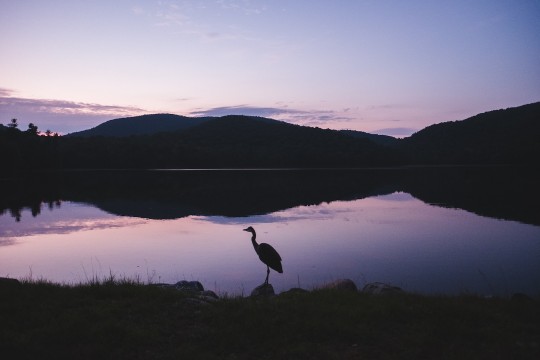 La silhouette d’un grand héron devant un lac au coucher de soleil.