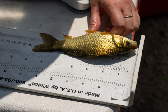 A more dull goldfish.