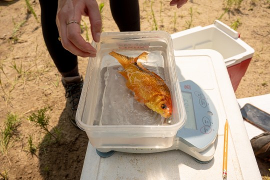 A bright orange goldfish.