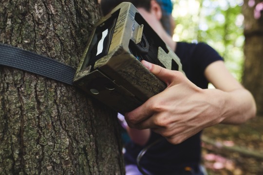 A hand is holding a camera trap in a camo metallic case while the researcher attaches it to a tree trunk
