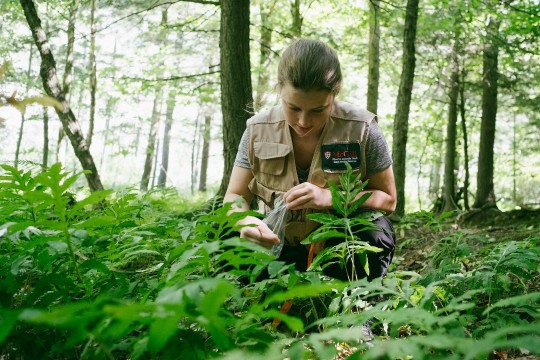 A biologist is crouching in the understory to examine ferns.