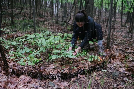 A biologist measures plants in a fenced area called white-tailed deer exclosure.
