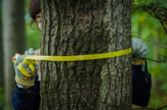 Photo d'un ruban mesuré autour d'un tronc d'arbre