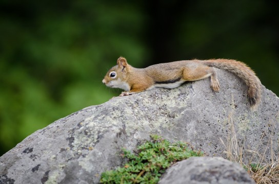 A red squirrel rests on a rock
