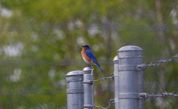 A blue and orange bird is perched atop a fence.