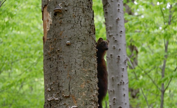 Un petit mammifère en état d’alerte qui grimpe un arbre.