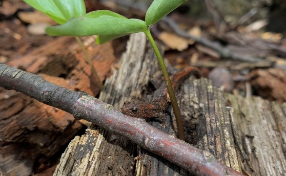 Une salamandre sur une bûche sur le parterre forestier.