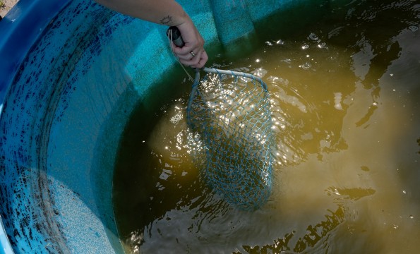 Une main plonge un filet bleu dans un bassin d'eau trouble.